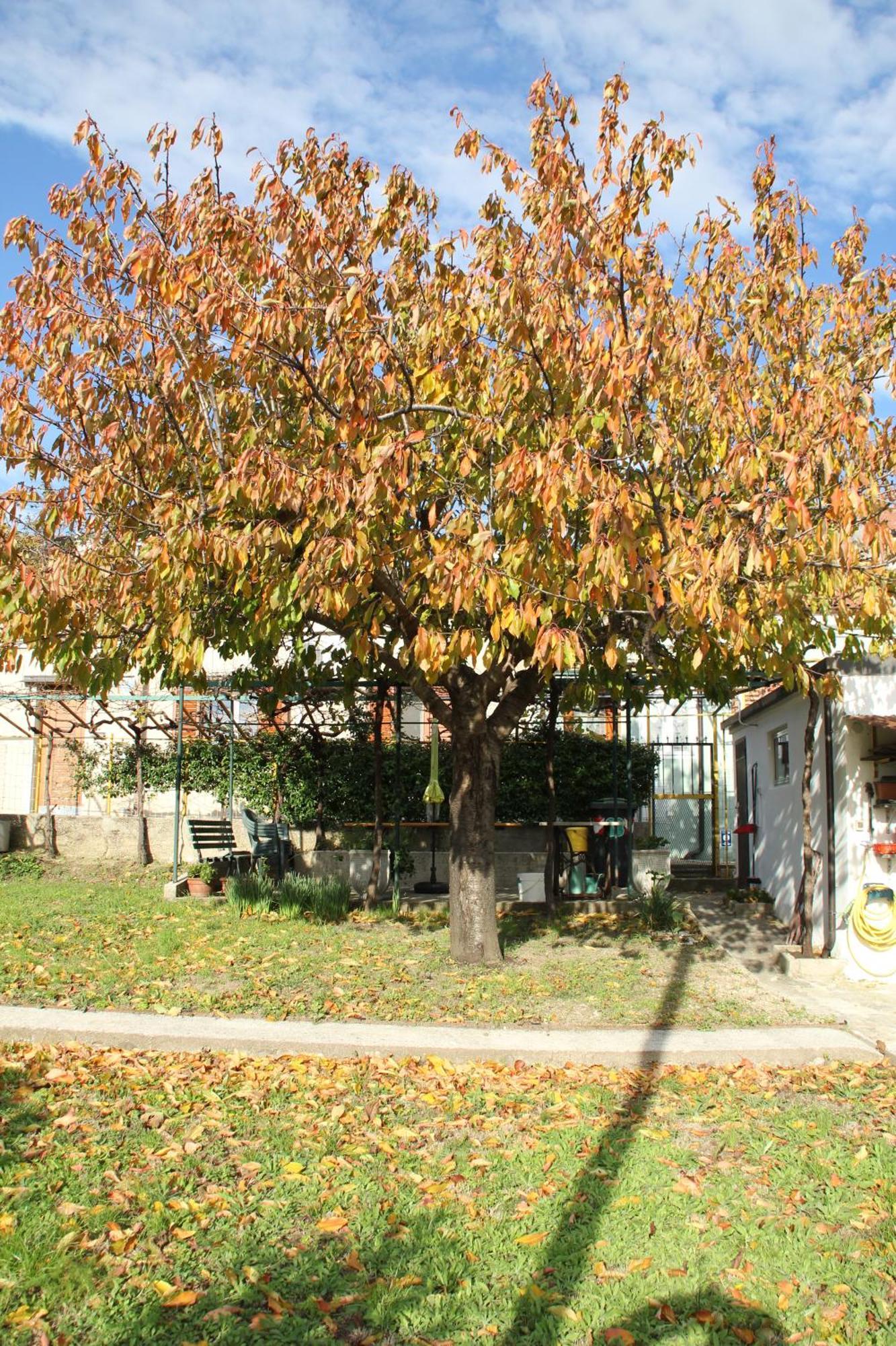 Villa Il Gelsomino Trieste Exterior foto